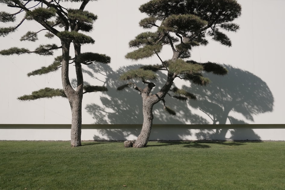 Top Tree Services in Central Texas